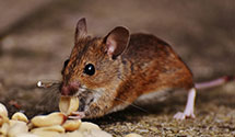 24 Hour & Emergency Exterminators in Masonic Home, KY